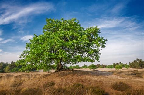 Lonely Big Majestic Green Tree In The Dune Landscape Dunes Panorama