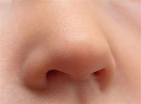 Nose Facts Function Diseases Live Science