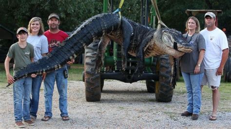 There's been 23 fatal alligator attacks in florida since 1973. Alabama Family Catches Record-Breaking Alligator - ABC News