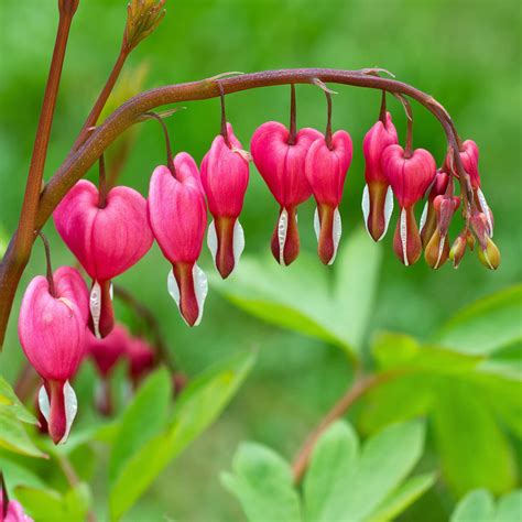 Bleeding Hearts Pink Lady In The Bath Dicentra Spectabilis Easy