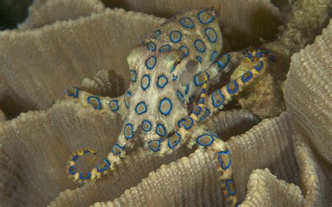 Blue Ringed Octopus Wallpapers Wallpaper Cave