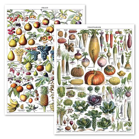 Buy Vintage Fruits And Vegetables Prints Botanical Identification