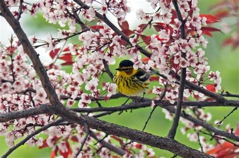 Migratory Birds Hotspots For Spring Bird Migration Birding Hotspots