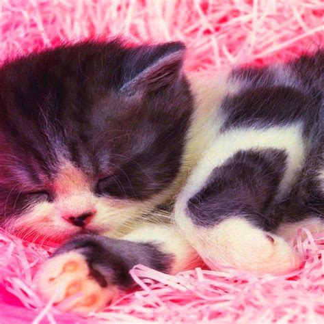 Adorable Sleepy Cat Kittens Cutest Baby Kittens Cutest Cute Baby