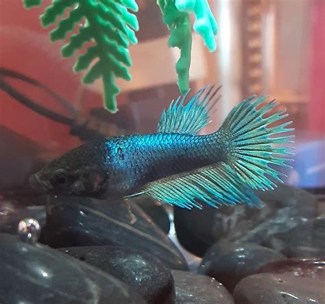 Whats Wrong With My Betta Fish My Aquarium Club