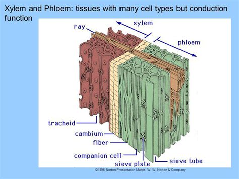 Xylem And Phloem Are Found In Xylem And Phloem Basic Biology