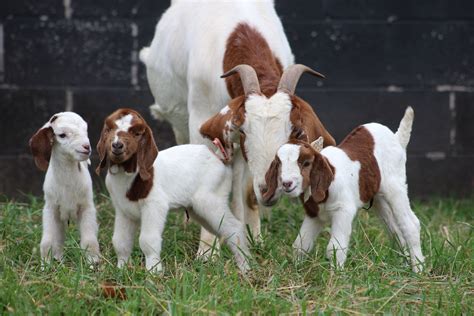 Our Goat Cherry With Her Triplets Christy Charlie And