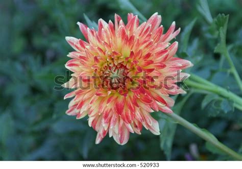 Dahlia National Flower Mexico Stock Photo Edit Now 520933