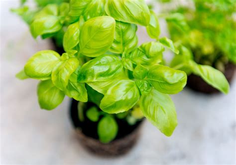 Basil Plant Care How To Grow Harvest And Tend To Your Basil Herb