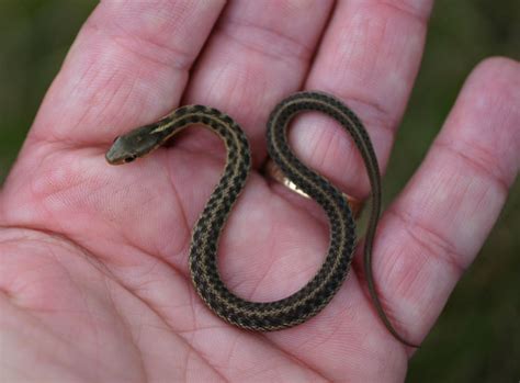 You don't need to feed them snacks quail eggs may be available from pet stores or supermarkets. Help identifying baby snake? - The Chat Board - The Well ...