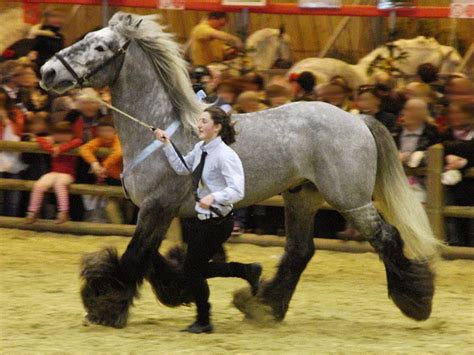 mane point poitevin horse   intriguing horse breeds  pictures
