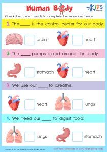 Human body 11th grade #1. Internal Organs Worksheet, Printable PDF for Kids in 2020 ...