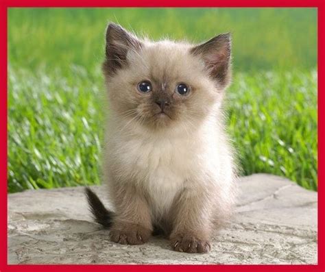 Have You Heard Of The Munchkin Catkitten Indian Trail Pet Sitter
