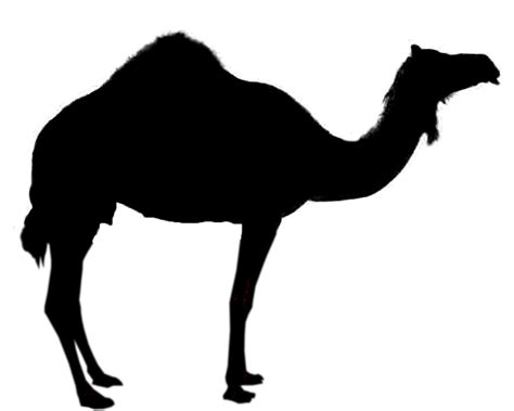 Camel Silhouette Royalty Free Clip Art Respiratory Png Download