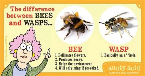 Differences Between Bees And Wasps Aunty Acid Sayings Pinterest