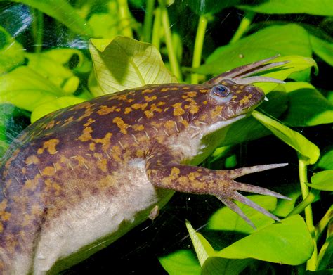 Scientists Find New Type Of Cell That Helps Tadpoles Tails Regenerate