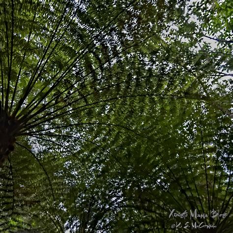 Treetop Textures Xingfumama