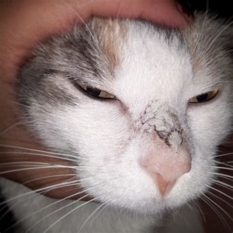 Cat Nose Darkening And Getting Scaly Raskvet