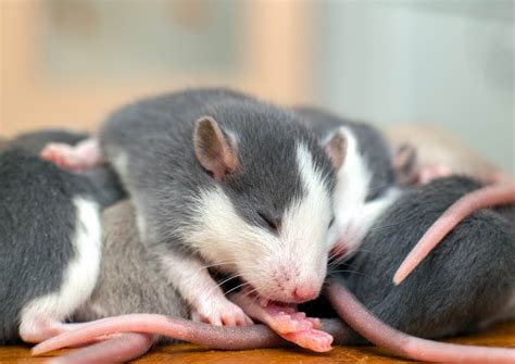Baby Rat Care 6 Basics To Know When Caring For Newborns