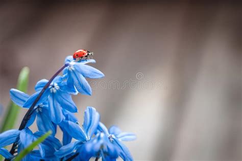 Ladybug Stock Image Image Of Beatle Pest Summer Tiny 11002697