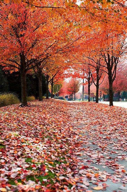 The Best Places To See Fall Colors Around Seattle And Beyond Places