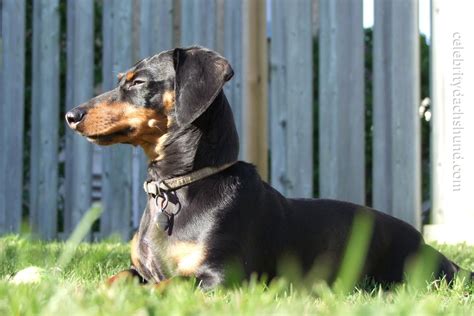 The On Guard Stare Of A Dachshund Dachshund Love Doxie Crusoe The