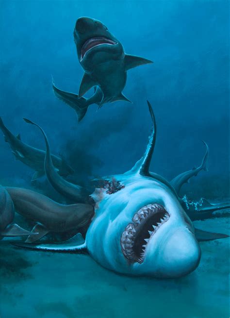 Paleontologists Find Extraordinary Set Of Mega Shark Teeth In Australia