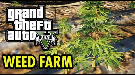 Weed Farm In Gta 5 Location Youtube
