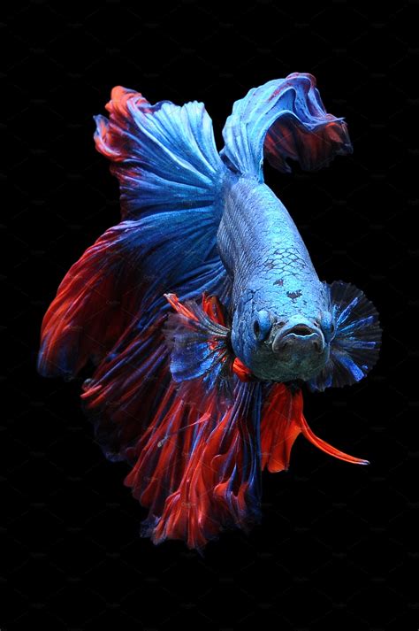 Betta Fish Siamese Fighting Fish High Quality Animal Stock Photos