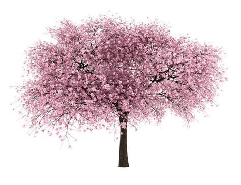 Cherry Blossom Png