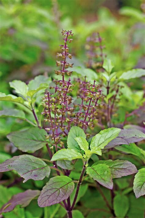 Tomorrowseeds Red Leaf Holy Basil Seeds 500 Count Packet