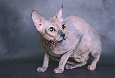 6 Strange Breeds Of Hairless Cats Featured Creature