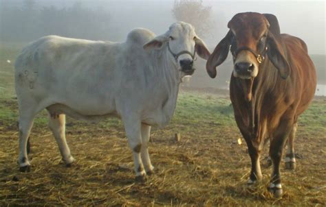 All about the brahman cattle breed, information, characteristics, temperament, milking,skin,meat, health , care, raising, breeding,feeding, breed associations,where to buy and much more. Brahmans on RFD-TV Tonight | Humpin' it in the Boonies