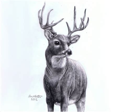 24 Free Deer Drawings And Designs