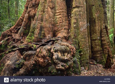 Tasmania Forest Hi Res Stock Photography And Images Alamy