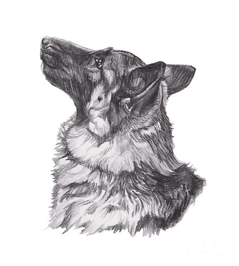 German Shepherd Profile Drawing Drawing By I Am Lalanny Fine Art America