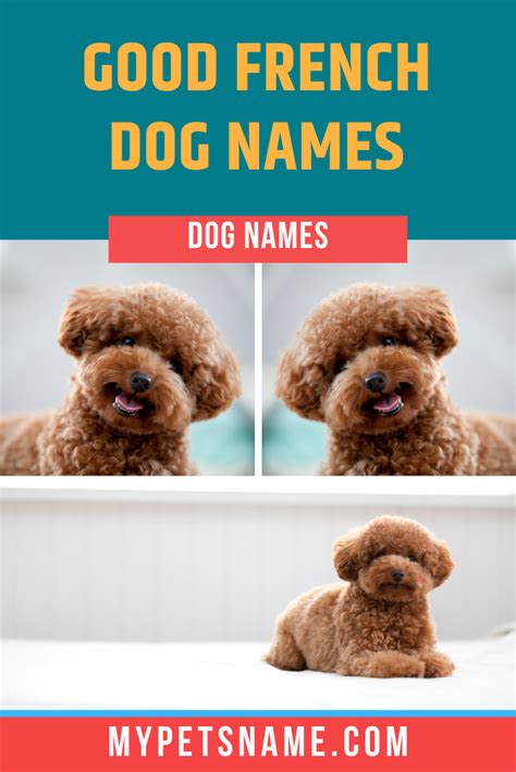 Good French Dog Names Can Be Inspired From The Most Popular Names In