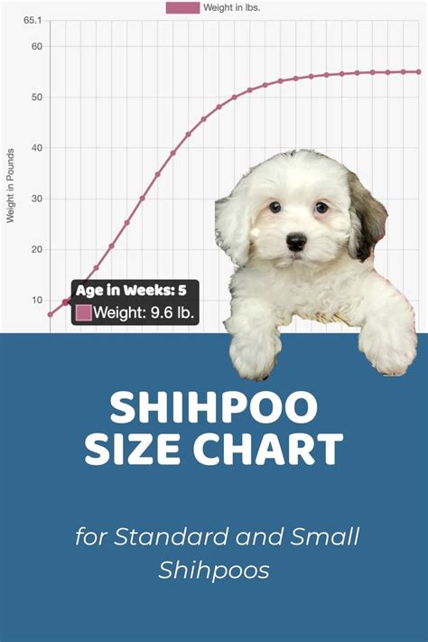 Shih Tzu Weight Chart Kg Ng