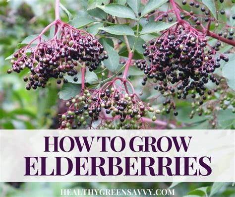 Elderberry Vs Elderflower Taste Best Flower Site