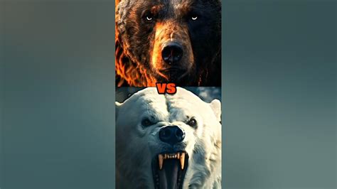Tiger Vs Lion Polar Bear Grizzly Bear Swipe Force Youtube