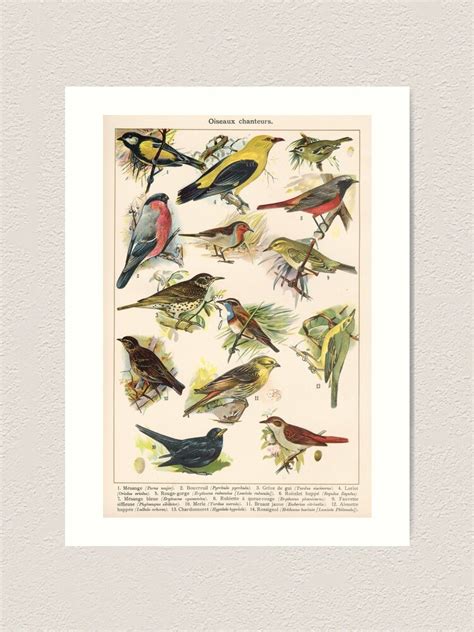 Vintage French Biology Illustration Quillet Oiseaux Chanteurs Art