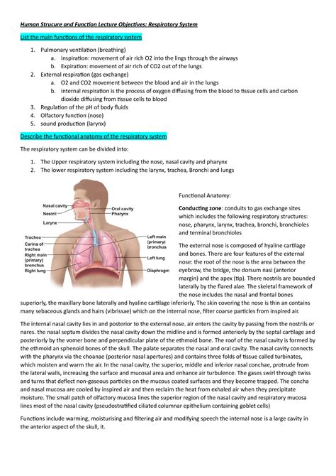 Hlth1000 Respiratory System Human Strucure And Function Lecture
