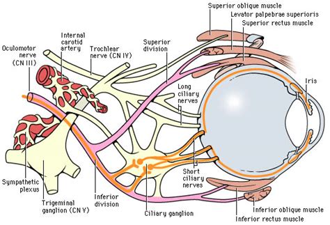 oculomotor nerve cranial nerve 3 function origin and anatomy