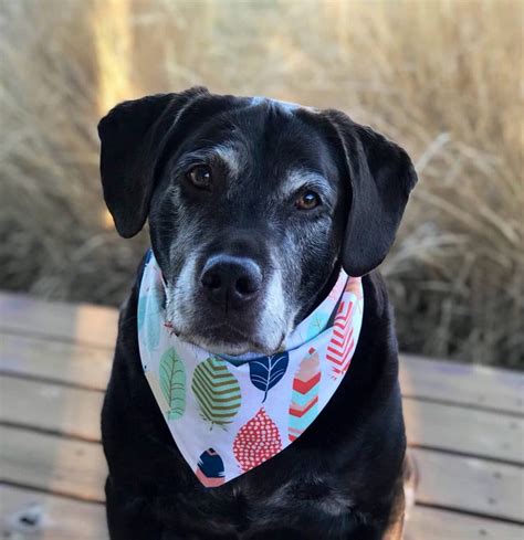 The 20 Best Dog Bandanas for Your Dapper, Dandy Dog