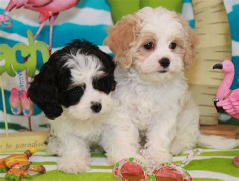 Cavachon Dog Breed Information Images Characteristics Health