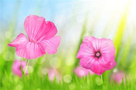 Pink Flowers In The Meadow Stock Image Image Of Plant Sunlight