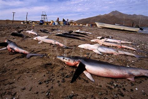 Shark Finning Is One Of The Worlds Most Destructive Fisheries Sharks