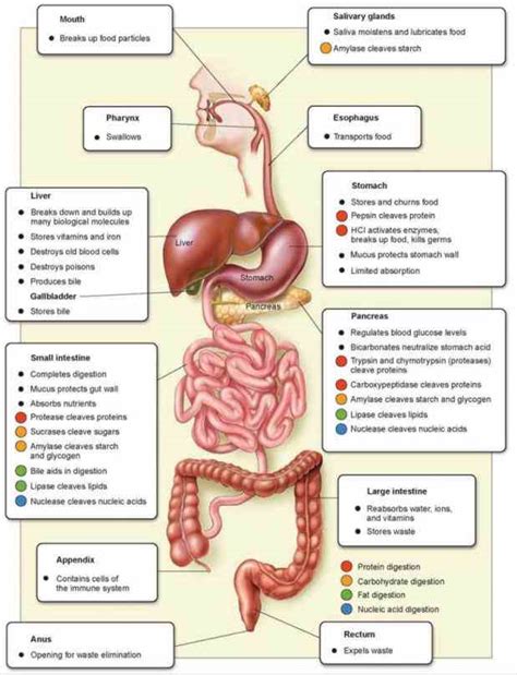 Esophagus Function In The Digestive System Medicinebtg Com