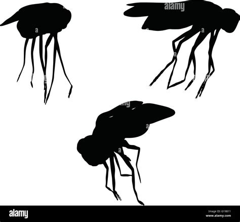 Vector Image Bug Fly Silhouette Isolated On White Background Stock