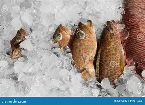 Fresh Fish On Ice Stock Image Image Of Animal Group 29079683